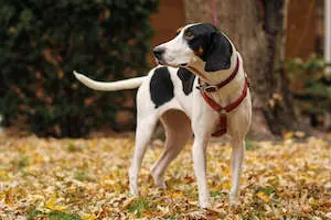 Treeing Walker Coonhound